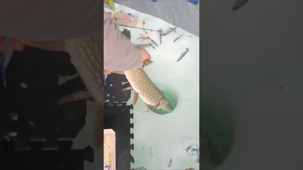 Крупная рыба чуть не сорвала мою удочку!! 