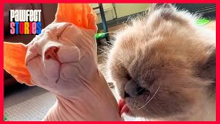 She HATED Every Cat… Until This “Weird” Kitten Showed Up | Pawfect Stories