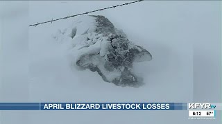 April 2022 blizzard livestock loss report released