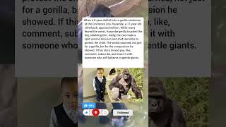 Gorilla Enclosure At The Cincinnati Zoo, Harambe, A 17-Year-Old Silverback