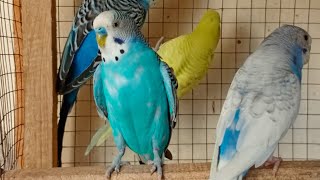 6 Hr Help Quiet Parakeets Sing by Playing This, Budgies Chirping. Help Depressed lonely sad Birds by Beel Pet Budgie Sounds  752 views 12 days ago 6 hours