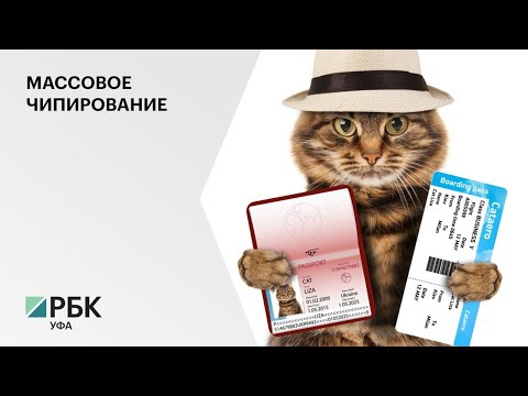 Управление ветеринарии РБ: чипирование домашних животных - единственное решение контроля популяции