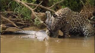 Jaguar hunts and makes a huge KILL!!
