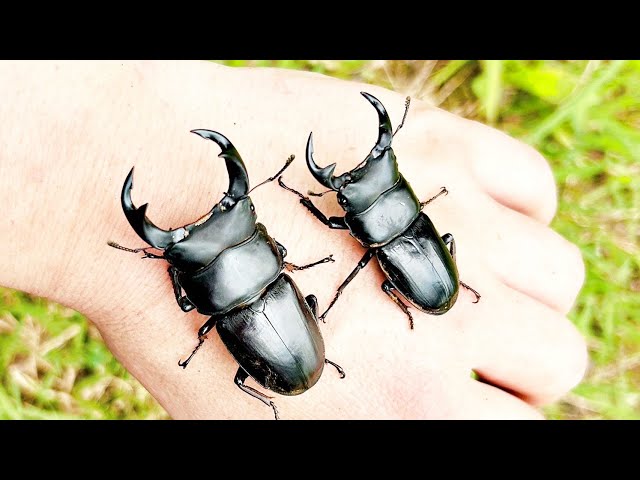 オオクワガタの採集方法をお見せします - YouTube