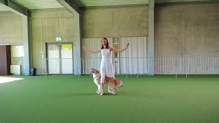 Dogdance choreography. Anastasiia Beaumont and border collie Yuki 11 yo