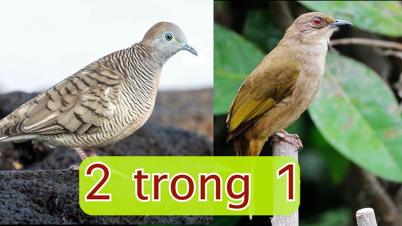 Tiếng chim kết hợp cu vằn mini và trao trảo dành cho ná thủ siêu chuẩn