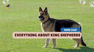 AZ Guide About King Shepherds (None Said About!)  | Dog Breeds | Care | World of Dogz