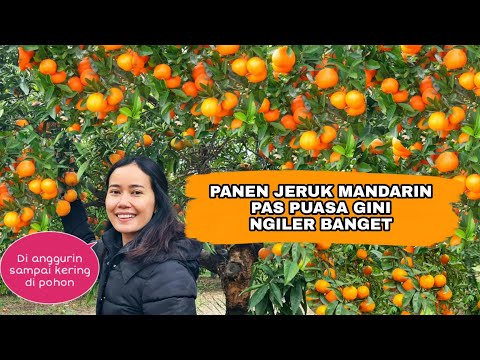 PANEN JERUK MANDARIN LUAR BIASA LEBATNYA