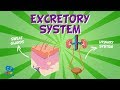 Excretory System | Educational Videos for Kids