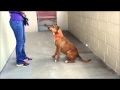 Miriam - Adopted Dog at Collin County Animal Services Miriam - Adopted Dog at Collin County Animal Services