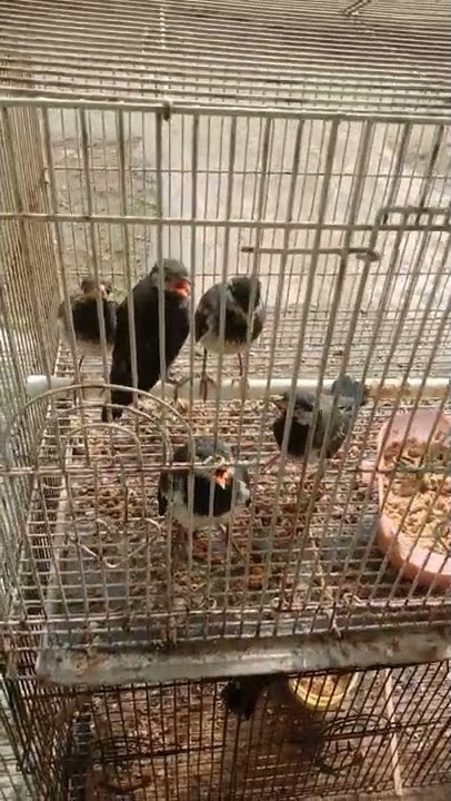 anakan jalak suren