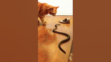 “Cat vs Snake: The Ultimate Standoff You Didn’t Expect!” #funnyanimals #viralvideo #wildlife
