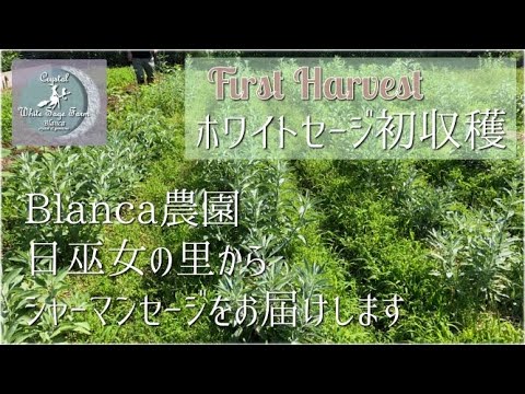 石屋さんのホワイトセージ農園 ホワイトセージ初収穫 本格的な梅雨の始まりの前に 切り戻しも兼ねて収穫しました Youtube