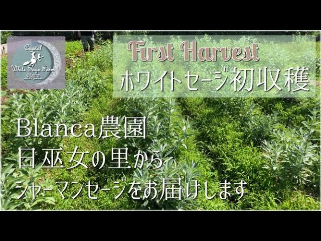 石屋さんのホワイトセージ農園 ホワイトセージ初収穫 本格的な梅雨の始まりの前に 切り戻しも兼ねて収穫しました Youtube
