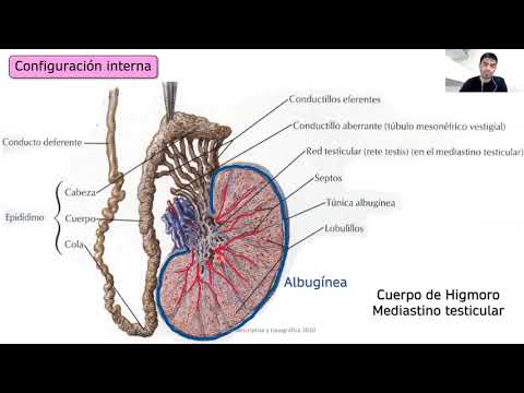 Sistema reproductor masculino - Clase 2 - Testículos y epididimos