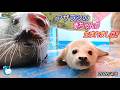 【アザラシ】2026年4月8日 生まれました! (伊勢シーパラダイス)