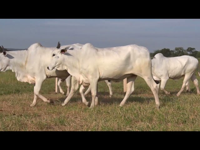 LOTE 29 mp4