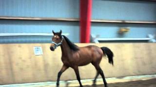 MOV00493.AVI