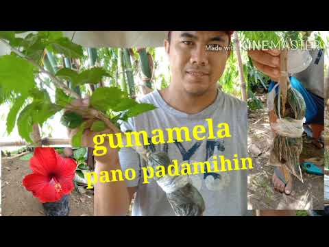 Video: Pag-aalaga ng Bulaklak ng Hibiscus - Kailangan Mo bang Patayin ang mga Halamang Hibiscus