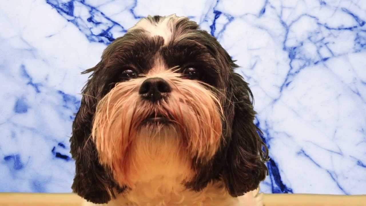 Great Dog Precious Jumps & Does Other Tricks at Talent Hounds Audition