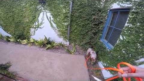 Beginner Scent Work, Thresholds and High Hides, Part 1