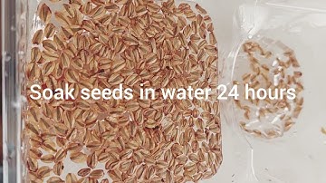 How to grow giant sequoia trees from seed