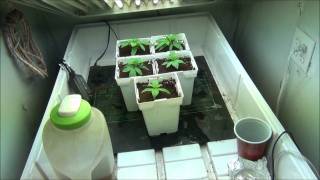 PreVeg White Russian 12112011.wmv