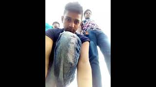 Indian bees like rap