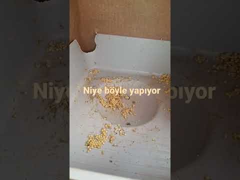Dişi muhabbet kuşum