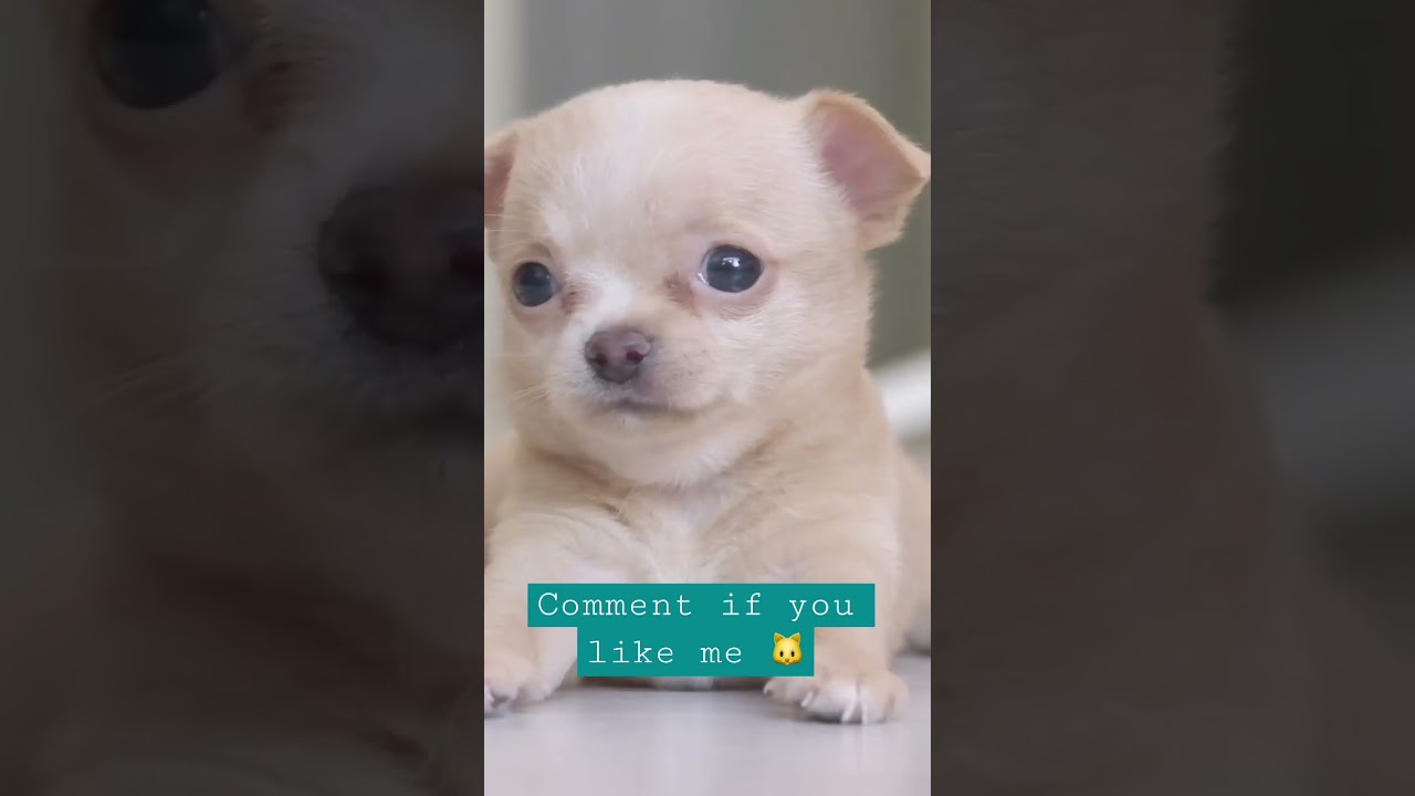 Adorable Chihuahua Puppy 