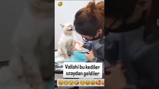 Ağlayan Kedi Vira