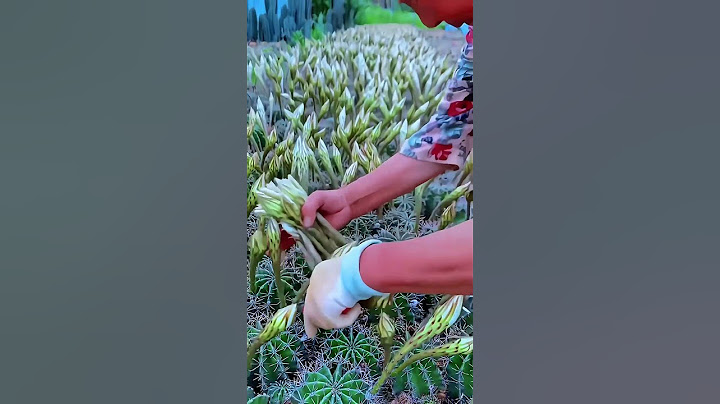 Cactus Harvesting: Picking Unique and Valuable Cactus Flowers