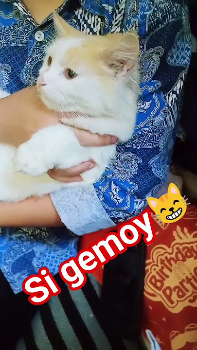 kucinggemoy#cat #kitten #viral #cute #catlovers #cutecat #fyp #viralshorts #kucinglucu #