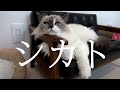 愛猫に内緒で浮気をしてしまいました・・・