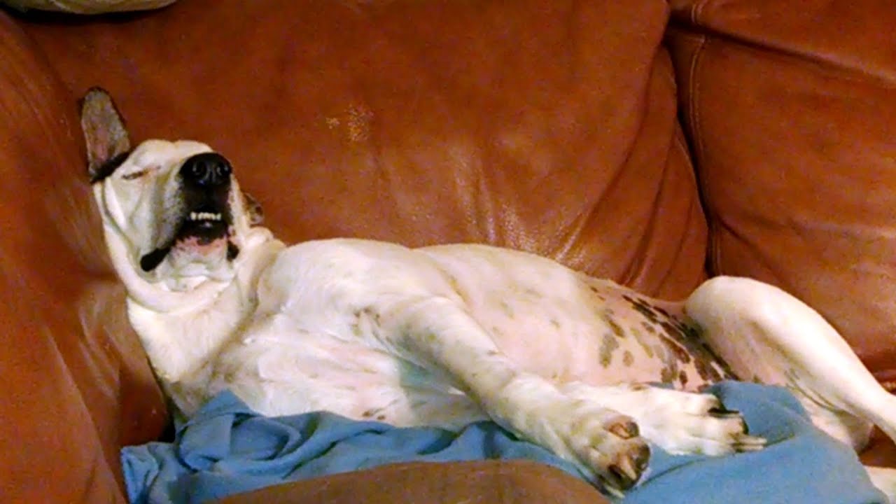 Dog Napping YouTube