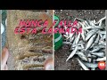 COMO PREPARAR CARNADA, LAS MEJORES ANCHOAS PARA EL PEJERREY