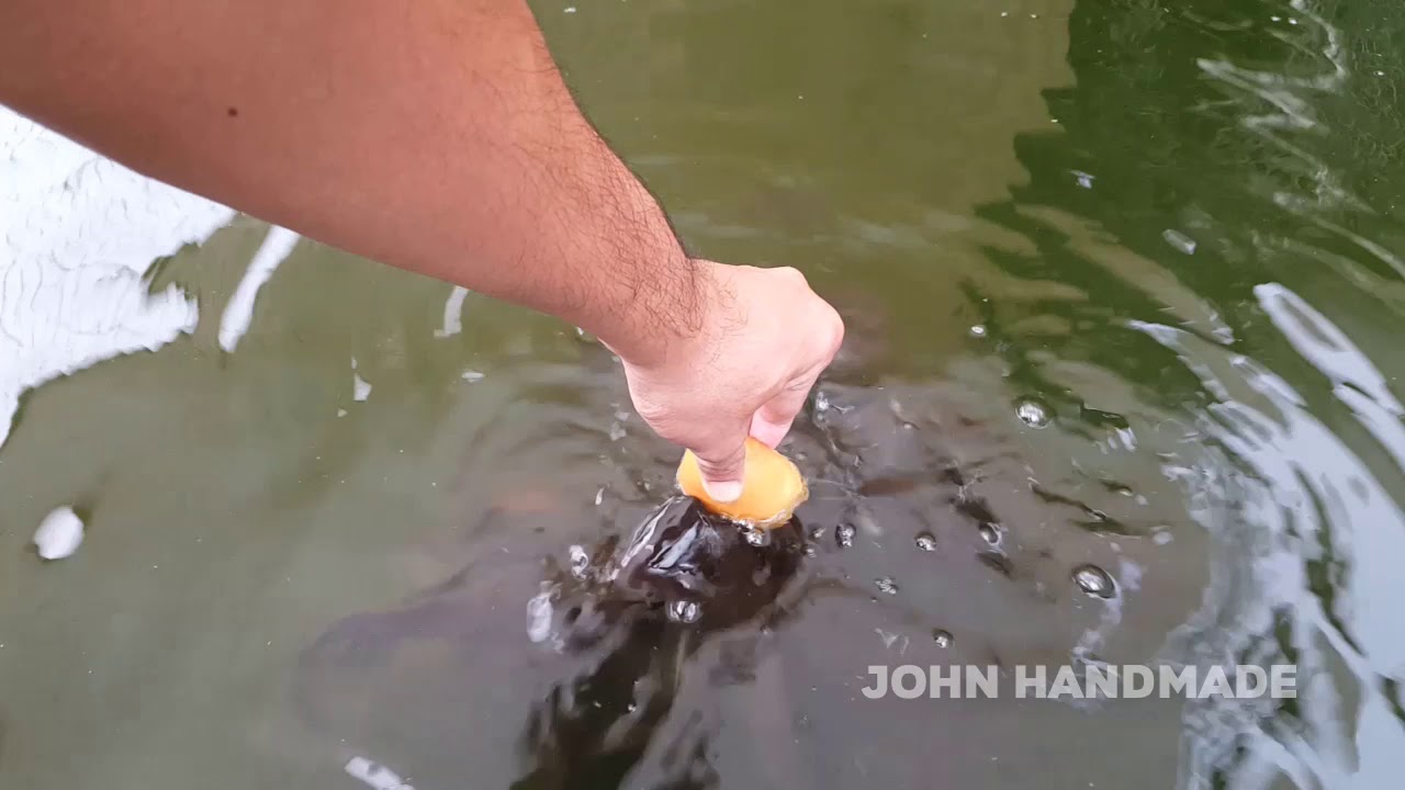 Satisfying Feeding Catfish Babies How Long Do They Eat One Bread