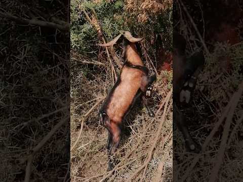 الوشح من ماعز الدهم ماعز