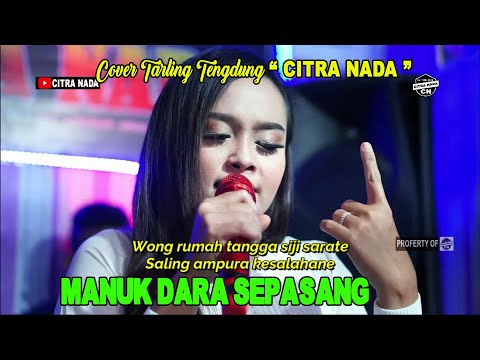 MANUK DARA SEPASANG