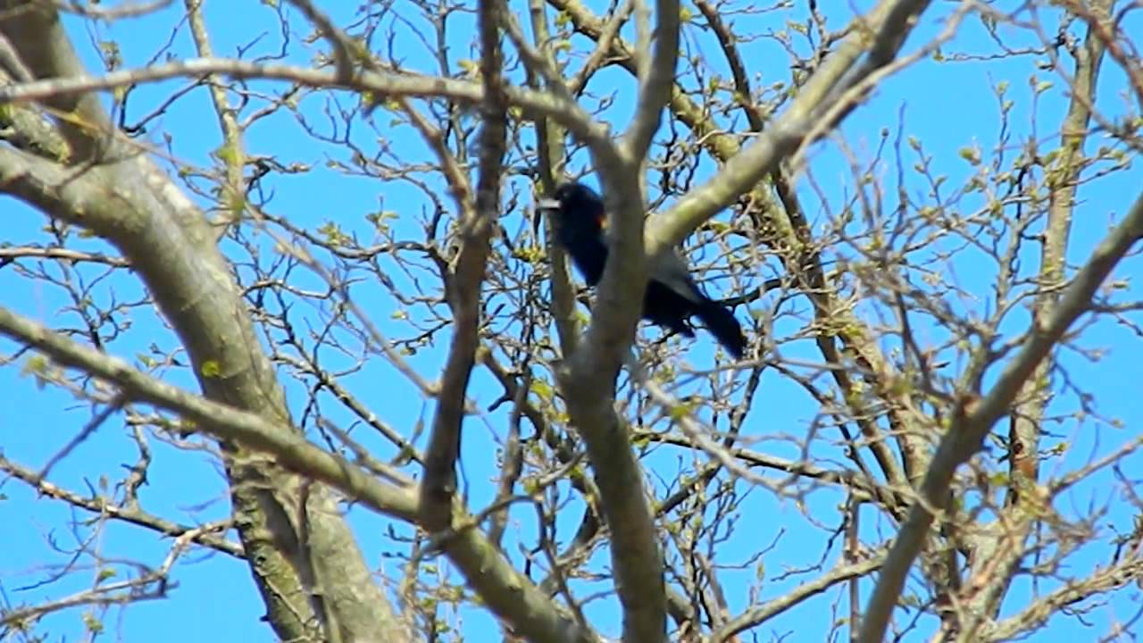 Redwing Balckbird Call