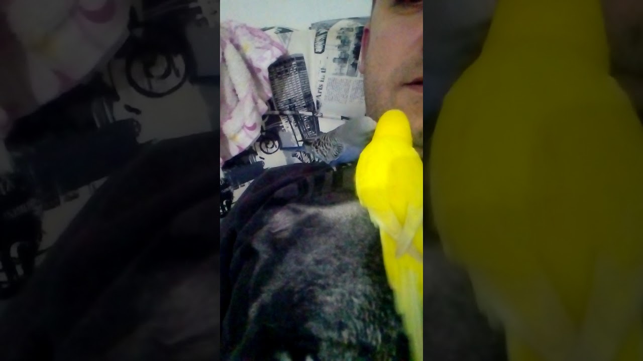 Muhabbet kuşu konuşması YouTube