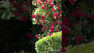 Schöner Rosenstrauch in Obererbach #rosen #strauch #obererbach #westerwald #pflanze #pflanzen #plant