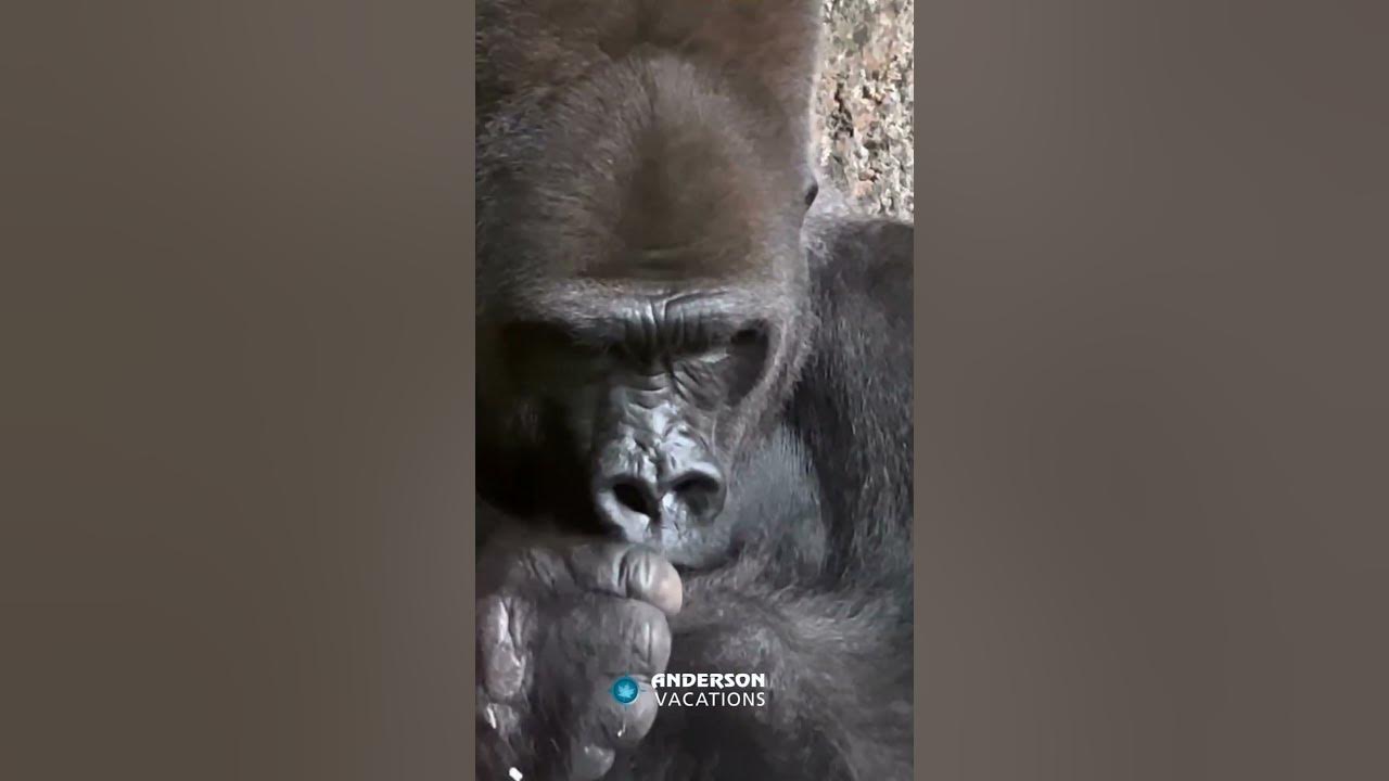 calgary-zoo-full-clip-calgary-happy-hour-youtube