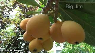 Best  Popular  Large  Fruits  Loquat  Varieties