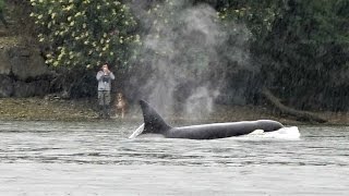 Hammersley Inlet Orcas/Part1