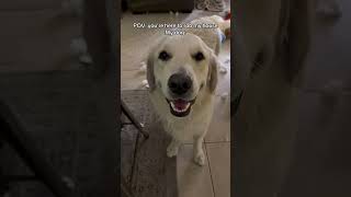 #dog #goldenretriever #funnydog