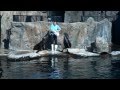 Sealion Show at Playa Patagonia, Colchester Zoo