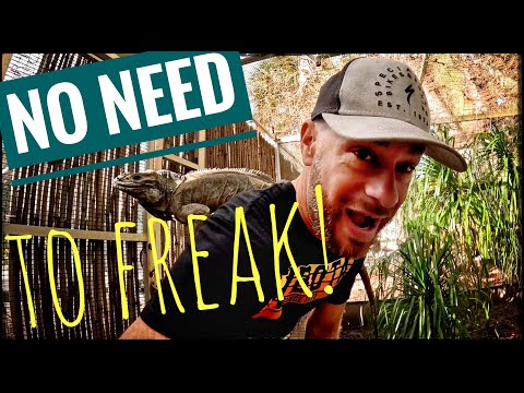 Petro & the Rescued Turtles UPDATE!