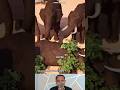 kasih sayang sesama gajah #shortvideo #shorts