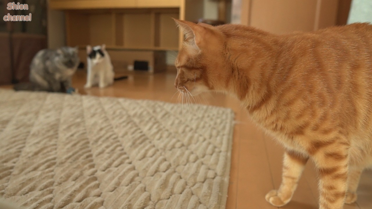 ダイエットをしてスリムになった先住猫を見た後輩たちの反応…